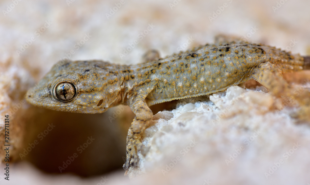 kleiner gecko an einer mauer vor einer öffnung als nahaufnahme kleiner gecko an einer mauer vor einer öffnung als nahaufnahme