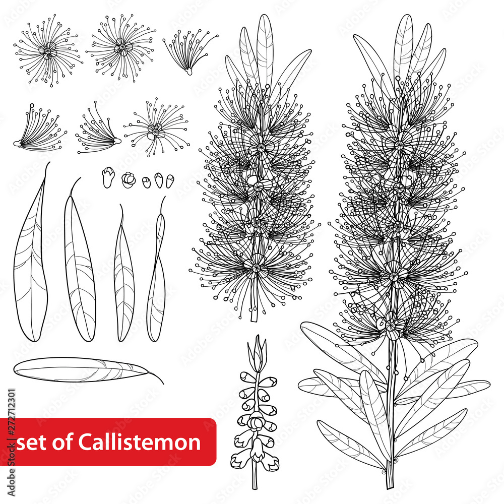 Set with outline Callistemon or Bottlebrush flower bunch, bud and