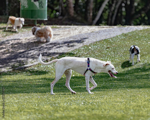 Dogs hanging around the park