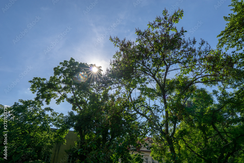 Sun flare through the green foliage of trees.  Blue sky