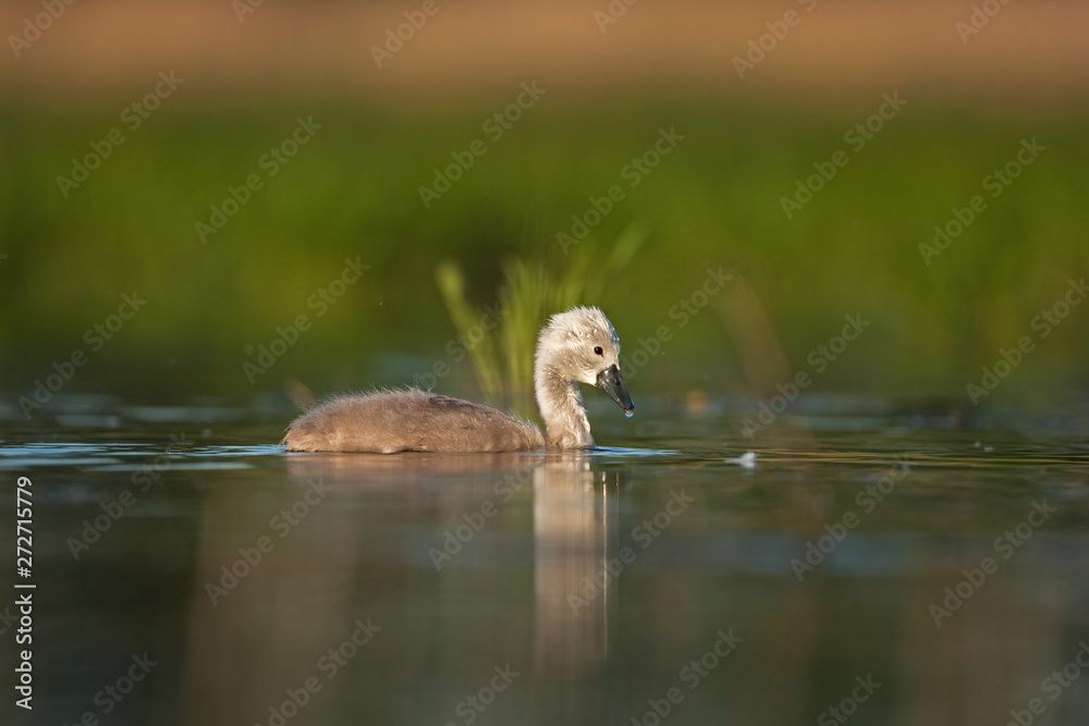 mute swan, cygnus olor, bohemia nature mute swan, cygnus olor, bohemia nature
