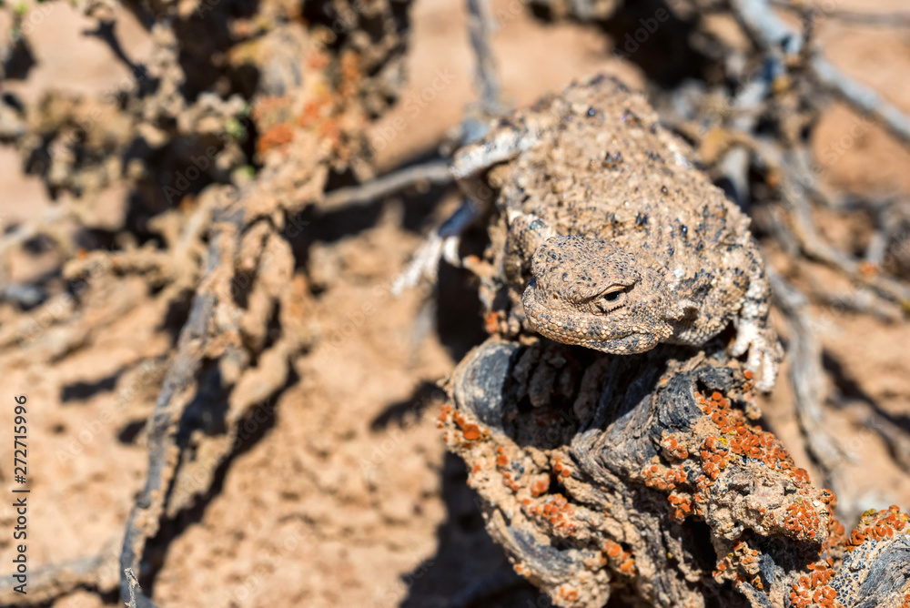 Close portrait of Phrynocephalus helioscopus agama in nature Close portrait of Phrynocephalus helioscopus agama in nature