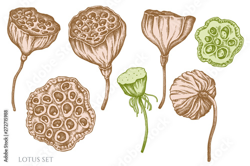 Vector set of hand drawn pastel lotus
