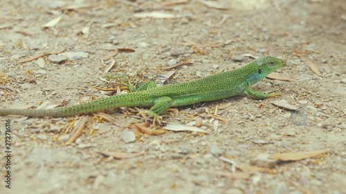 Lizard vibrant green basking in sunshine photo