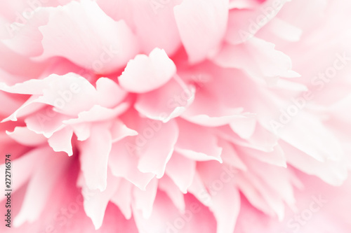 Closeup view of pink peony flower. Soft pastel wedding background.