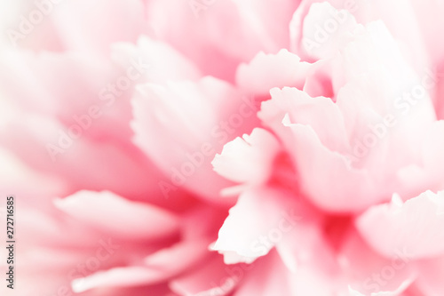 Closeup view of pink peony flower. Soft pastel wedding background.