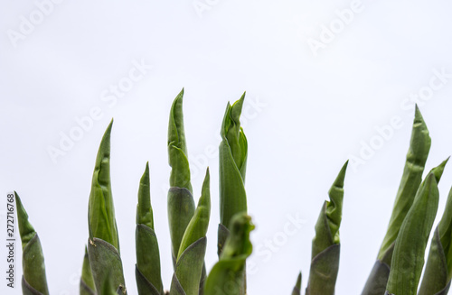 Fototapeta Naklejka Na Ścianę i Meble -  hoste seedlings over white background