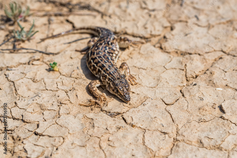 Steppe Runner Lizard or Eremias arguta on dry ground close Steppe Runner Lizard or Eremias arguta on dry ground close