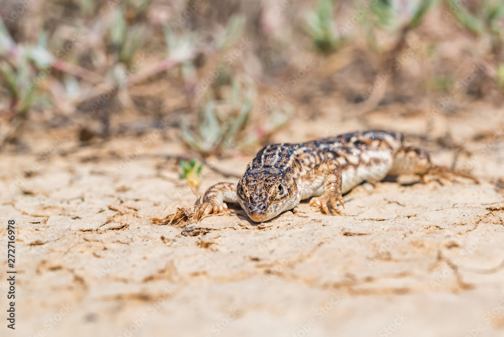 Steppe Runner Lizard or Eremias arguta on dry ground close Steppe Runner Lizard or Eremias arguta on dry ground close