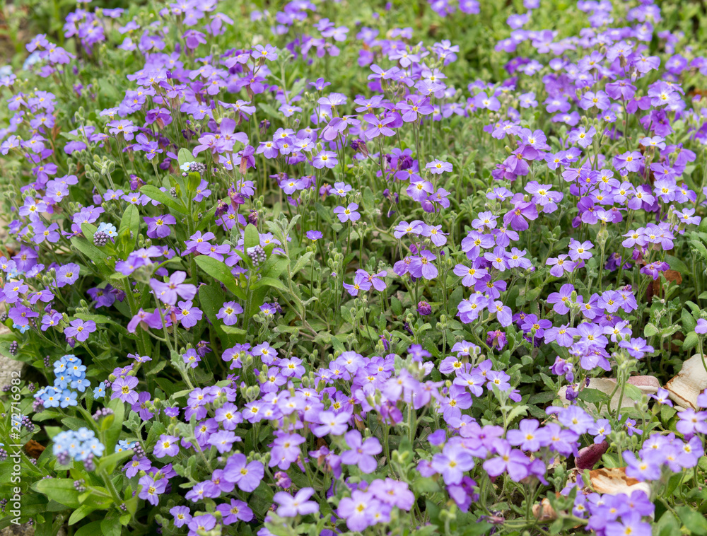 purple flowers of lobelia