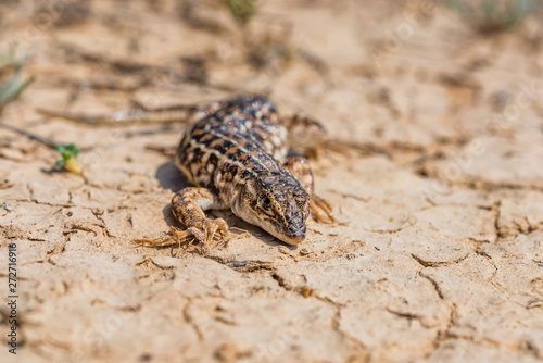Steppe Runner Lizard or Eremias arguta on dry ground close