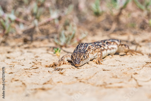 Steppe Runner Lizard or Eremias arguta on dry ground close photo
