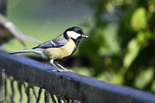 Great tit with food in its beak standing on a black fence.