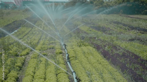 Irrigation of agriculture salad field   photo