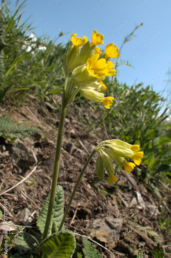 Primula veris; Cowslips on the valley floor near Flums, Swiss Alps