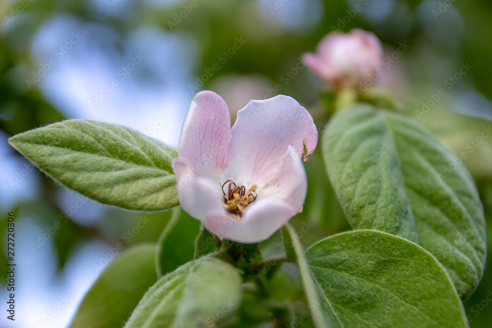 Blossom of quince in spring time.Beautiful blooming quince bush in the garden Blossom of quince in spring time.Beautiful blooming quince bush in the garden