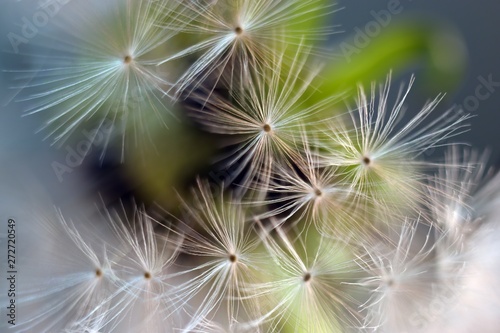 Dandelion.  Dandelion seeds close up. Soft focus ..