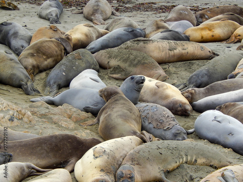 Elephant Seals on the beach near San Simeon, California