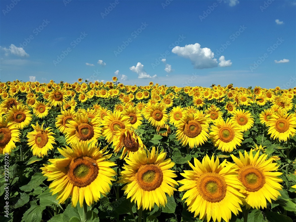 Obraz premium field of sunflowers on a Sunny day