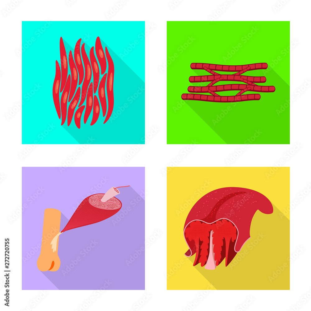 Vector design of muscle and cells icon. Collection of muscle and anatomy vector icon for stock.