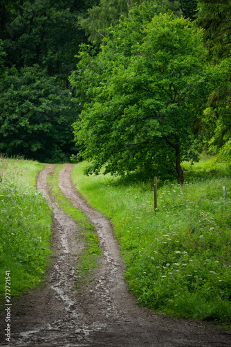 Path in Rainy British Woodland