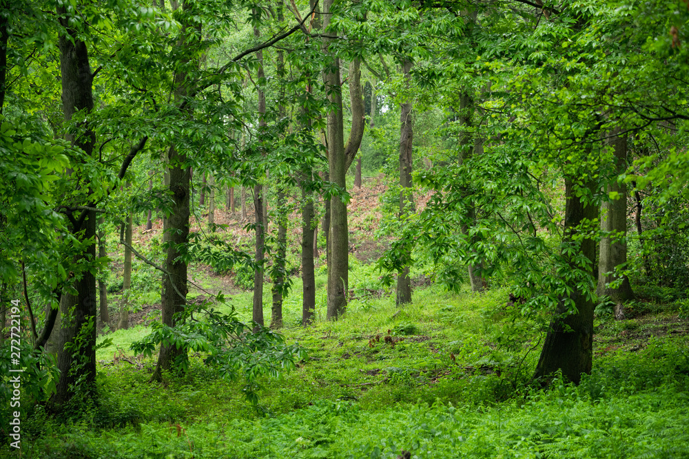 Fototapeta premium Rainy British Woodland