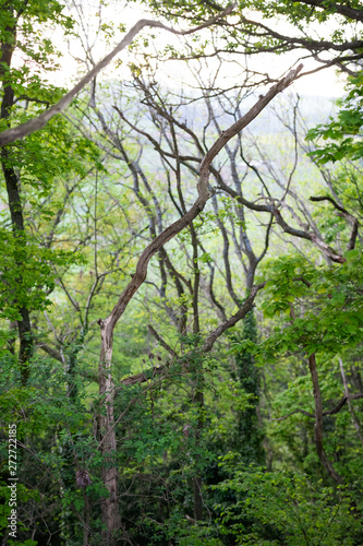 Fototapeta Naklejka Na Ścianę i Meble -  Tree Branches in British Woodland