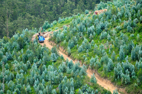 Deforestación de un bosque de eucalipto en el volcán Ilaló. photo