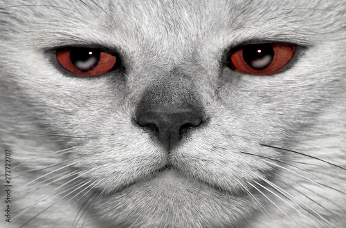 Persion Cat with Red Eyes photo