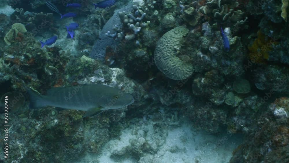 Seascape in coral reef of Caribbean Sea around Curacao with grouper Seascape in coral reef of Caribbean Sea around Curacao with grouper