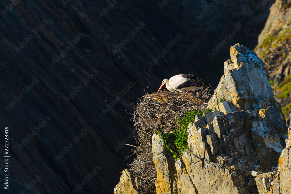 White Stork, Cabo Sardao, Natural Park of Southwest Alentejo and Costa Vicentina, Alentejo, Portugal, Europe White Stork, Cabo Sardao, Natural Park of Southwest Alentejo and Costa Vicentina, Alentejo, Portugal, Europe