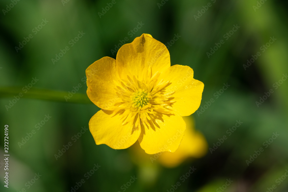 Yellow flower of buttercup mountain Ranunculus montanus. Yellow flower of buttercup mountain Ranunculus montanus.
