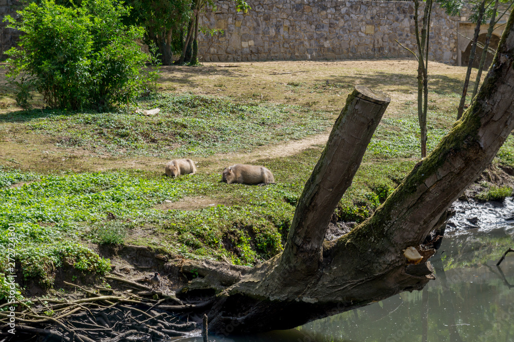 Two capybaras sleeping under the sun