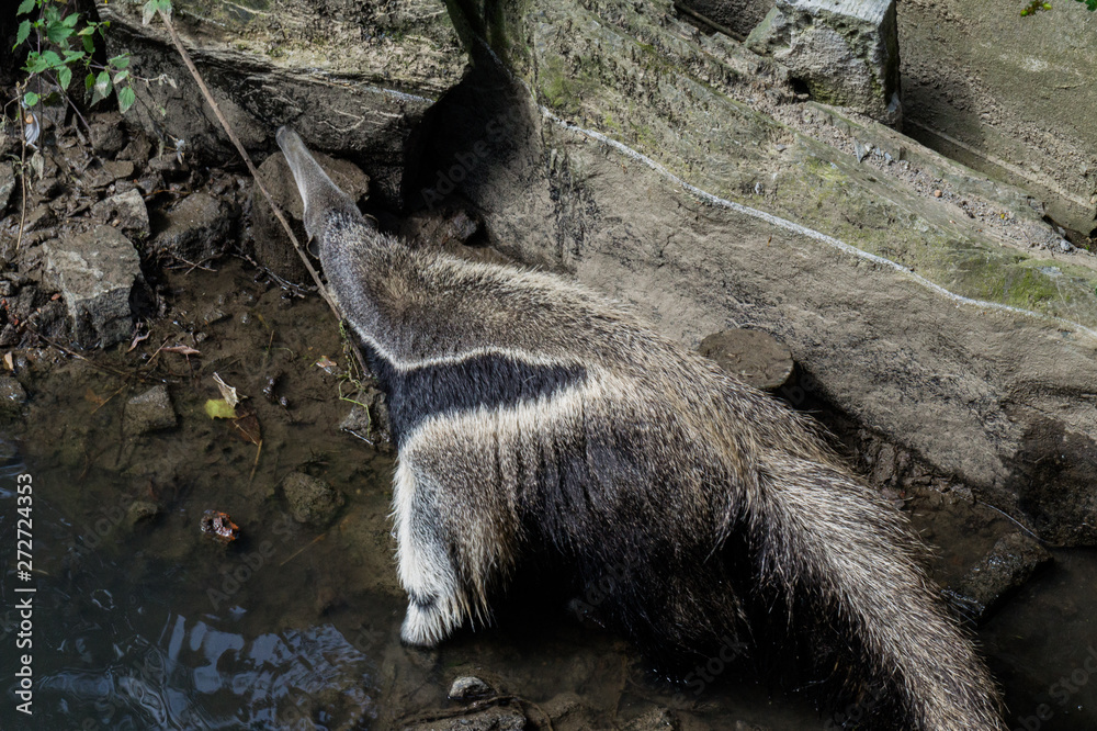 Whole anteater searching for ants on a rock Whole anteater searching for ants on a rock
