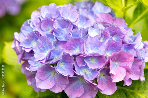 purple hydrangea flowers in the garden