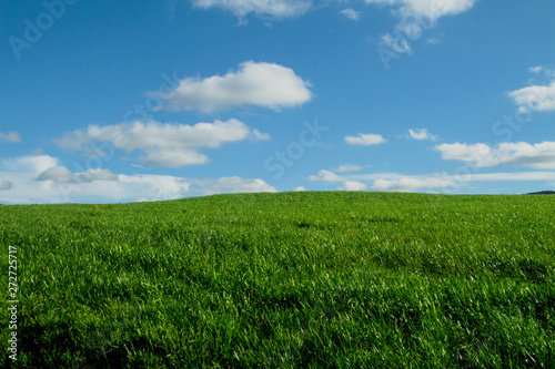Landscape of a green field with a tree in the background. Visible clouds.