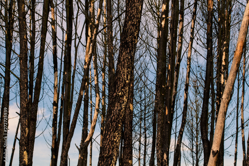 Landscape of a burnt forest, trees blackened by coal and with blue sky in the background. I found this in a Galician forest by March. Landscape of a burnt forest, trees blackened by coal and with blue sky in the background. I found this in a Galician forest by March.