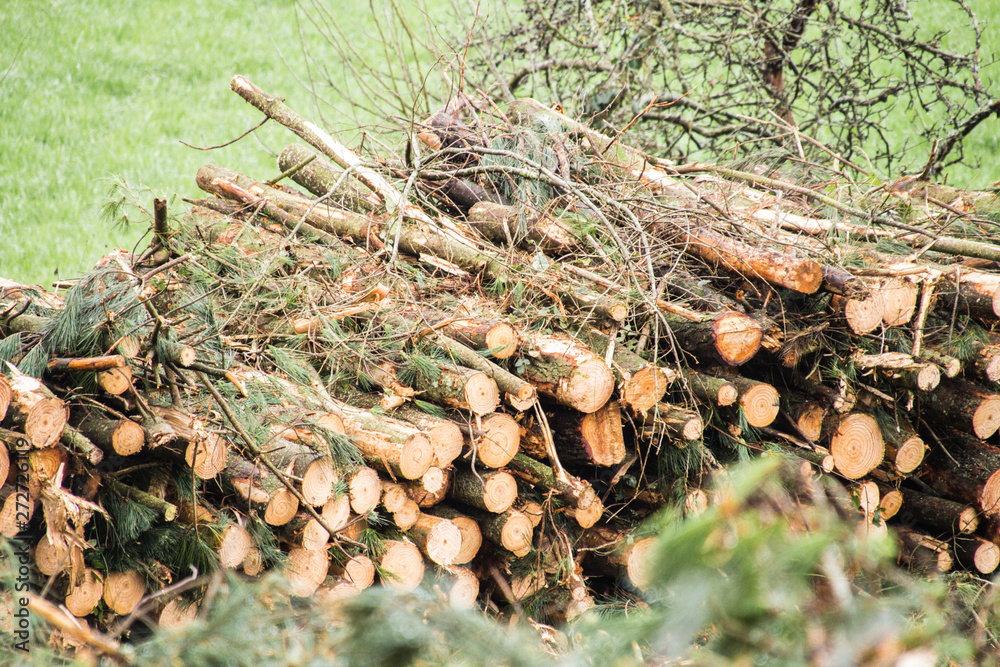 Trees cut and stacked. Logging of trees in a Spanish forest. Trees cut and stacked. Logging of trees in a Spanish forest.