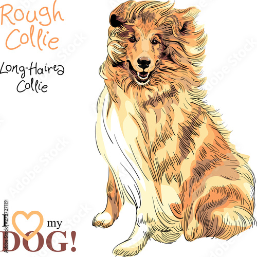 dog Rough Collie breed vector
