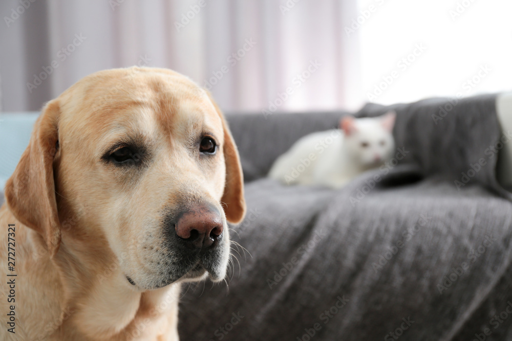 Obraz premium Adorable dog looking into camera and cat together at home, closeup with space for text. Friends forever