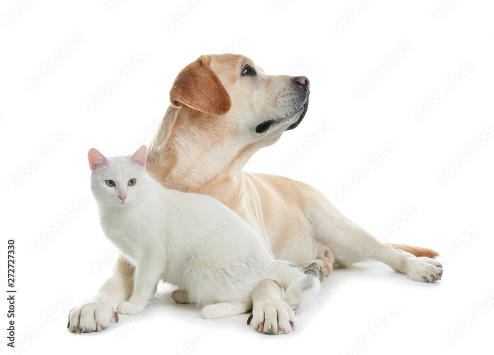 Adorable dog and cat together on white background. Friends forever Adorable dog and cat together on white background. Friends forever