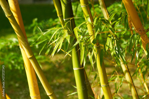 Roseaux de bambous sous le soleil