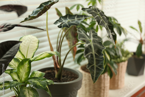 Different potted plants on sill near window blinds. Space for text photo