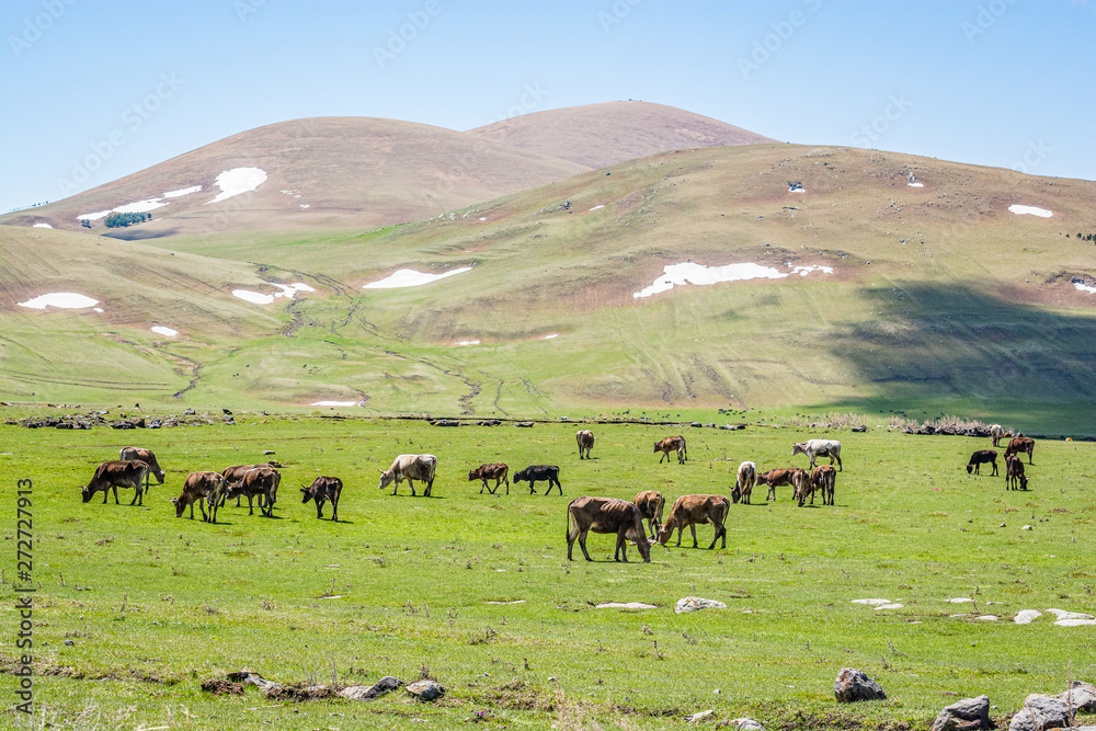 Cows on meadow in Bughdasheni Reserve in mountains in south of Georgia near Ninotsminda