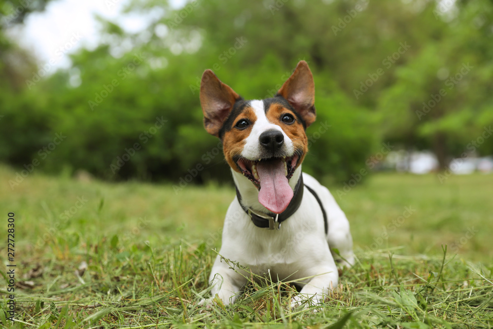 Adorable Jack Russell Terrier dog playing in park Adorable Jack Russell Terrier dog playing in park