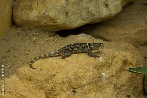 MacDougall's Spiny Lizard (Sceloporus macdougalli). photo
