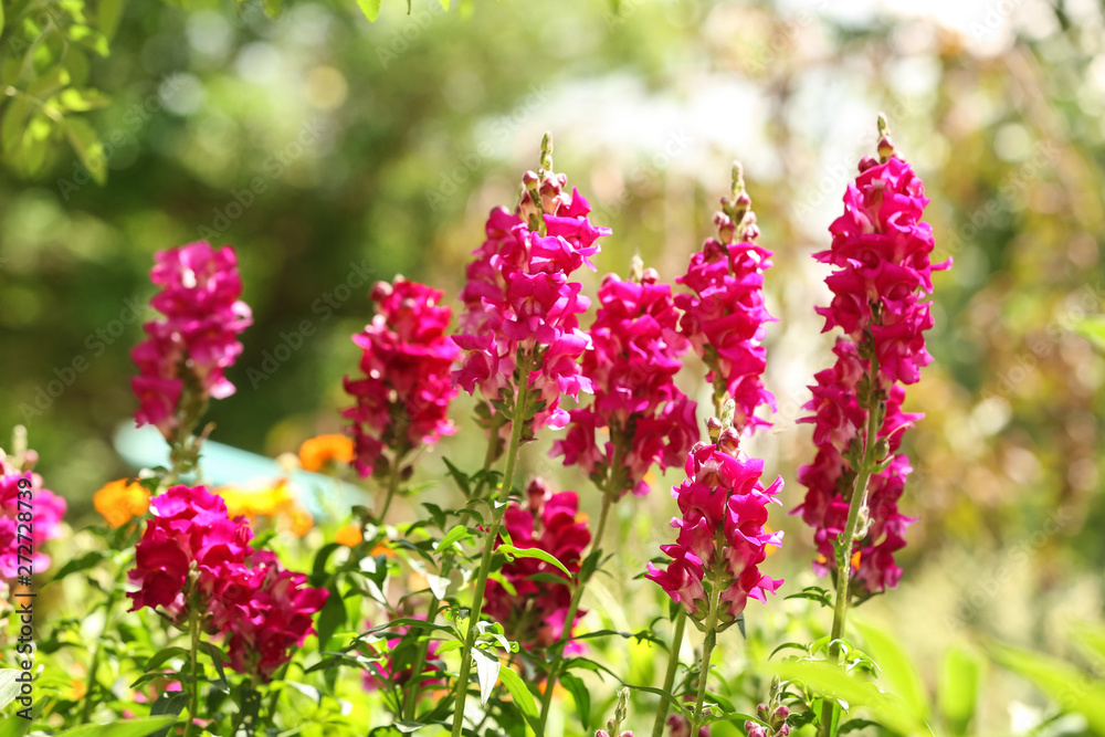 Obraz premium Beautiful spring flowers in garden on sunny day