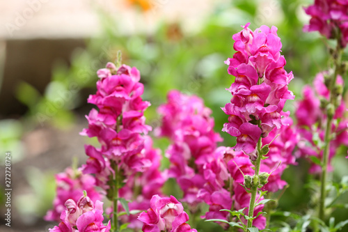 Beautiful spring flowers in garden on sunny day