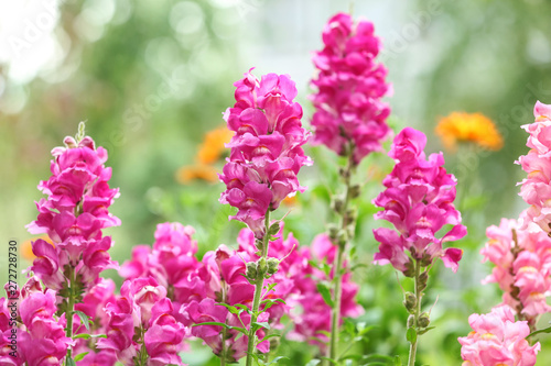 Beautiful spring flowers in garden on sunny day