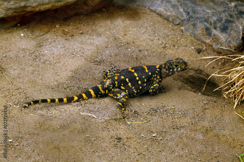 Lizard Painted On Rocks